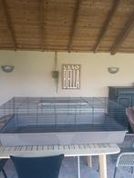 Caviakooi te koop, Dieren en Toebehoren, Ophalen of Verzenden