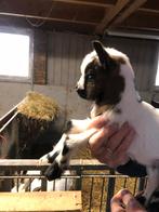 GRATIS dwerg bokjes, Mannelijk, Geit, 0 tot 2 jaar