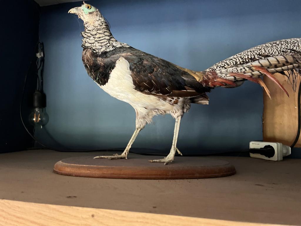 Opgezette fazant (haan) – taxidermie – groot decoratief stuk, Ophalen, Gebruikt, Vogel, Opgezet dier