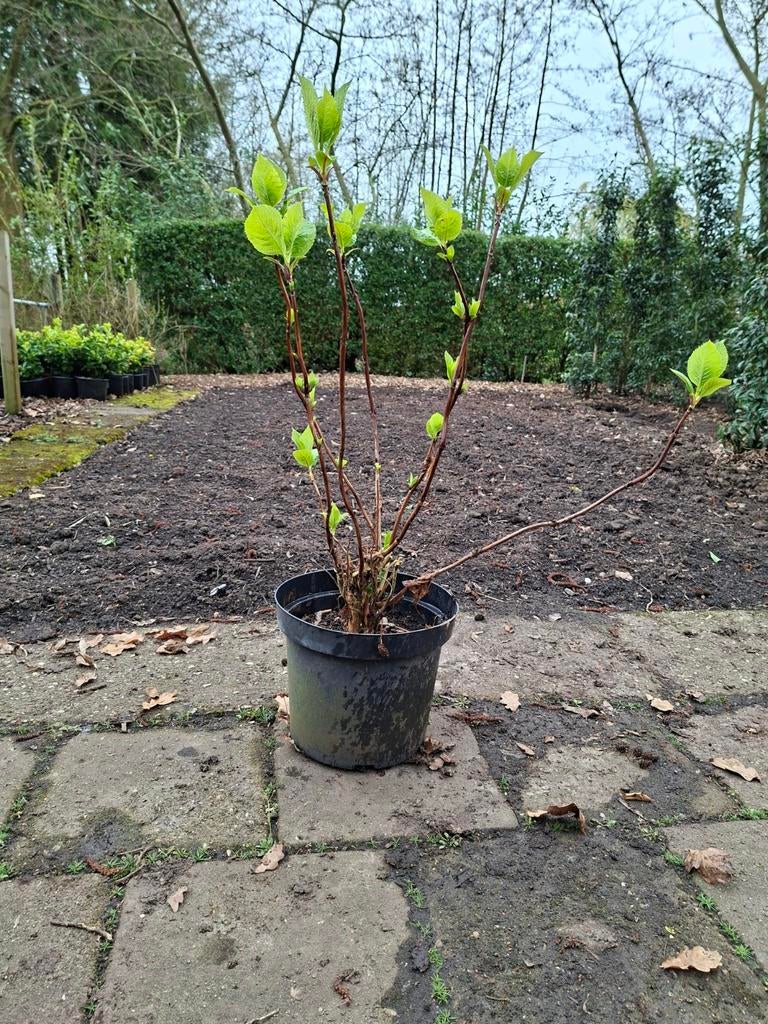 Hortensia in pot, Ophalen, Overige soorten, Halfschaduw