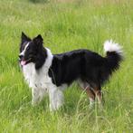 Rico, Border Collie Dekreu (volledig getest en uit werklijn), Dieren en Toebehoren, Reu, Parvo, Eén hond, 3 tot 5 jaar