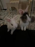 Kleine konijntjes van 29 dec 2025, Meerdere dieren, Middelgroot, 0 tot 2 jaar