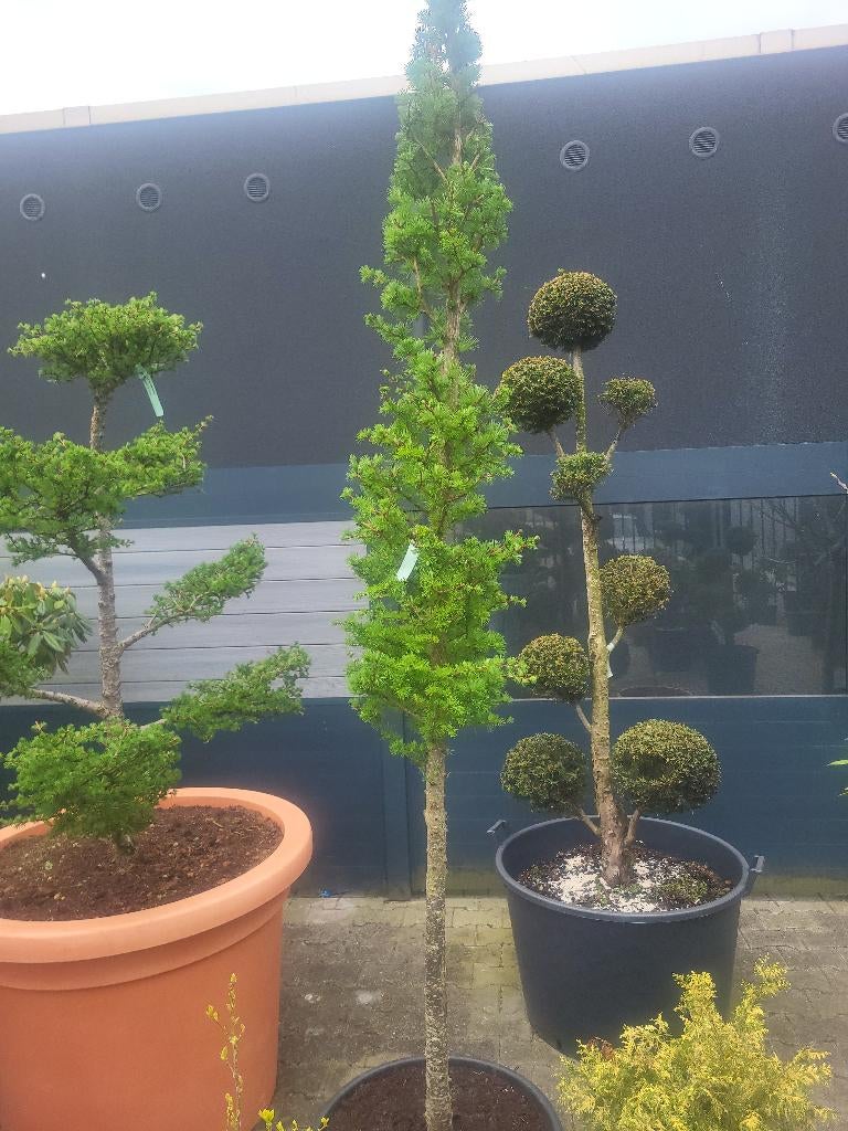 Larix kaempferi op stam, Tuin en Terras, Planten | Bomen, Bloeit niet, Overige soorten, 100 tot 250 cm, Ophalen