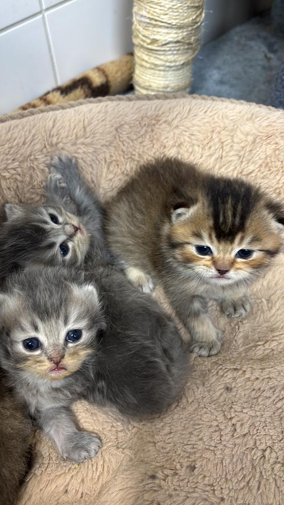 3 Brits kittens (mannetjes), Dieren en Toebehoren, Kater, 0 tot 2 jaar