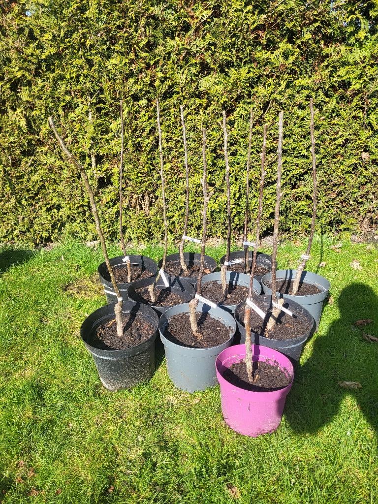 Appelboom, Ophalen, Minder dan 100 cm, Lente, Volle zon