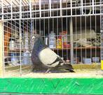 Gorguero kroppers, Meerdere dieren, Kropper