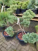 Juniperus Chinensis 'Blue Alps' Vormsnoei - Bonsai Stijl, Ophalen
