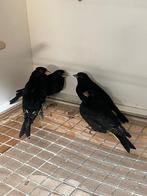 Zwarte sijzen, Meerdere dieren