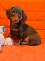 Dwergteckel pups, Parvo, 8 tot 15 weken, Korthaar, Dwerg