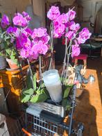 Gratis: Gebruikte doorzichtige orchideeënpotten, Ophalen