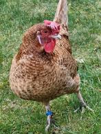 Broedeieren friese kippen, Dieren en Toebehoren, Geslacht onbekend, Kip