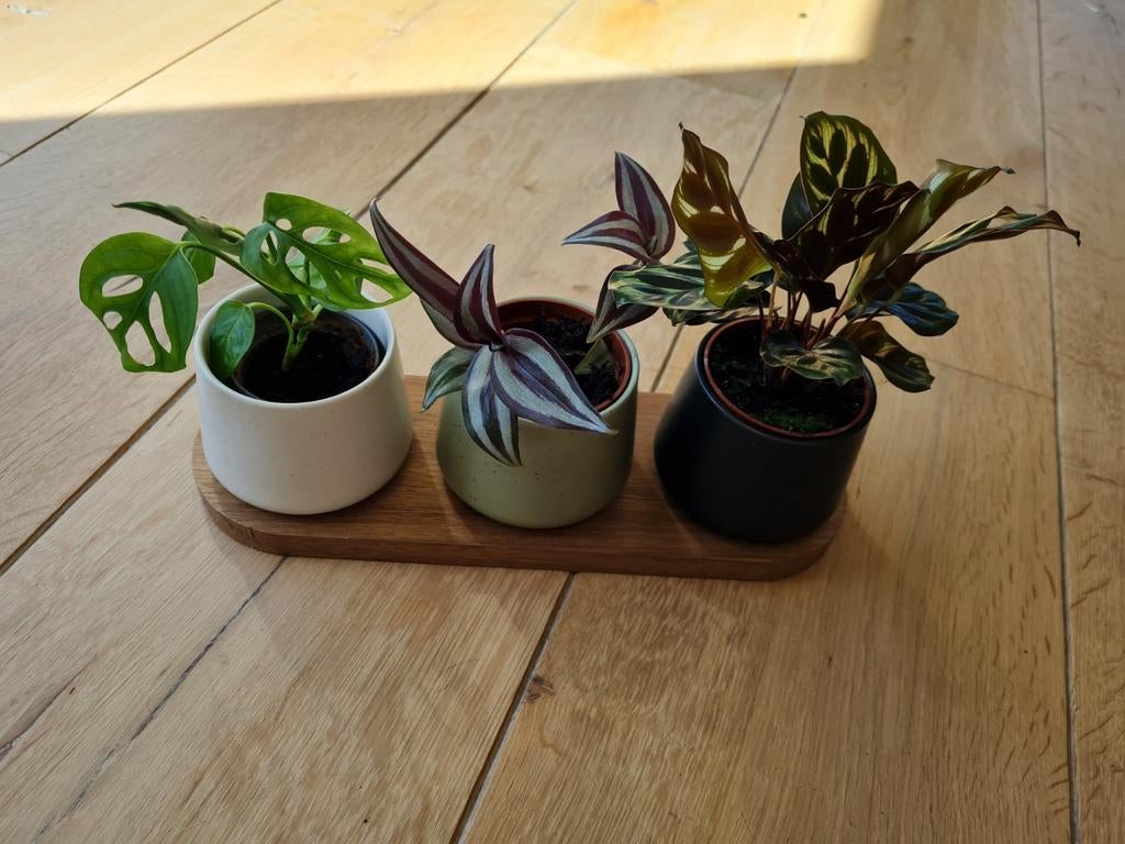 Set van 3 kamerplanten in stijlvolle potten, Overige soorten, Vaste plant, Ophalen of Verzenden, Bloeit niet