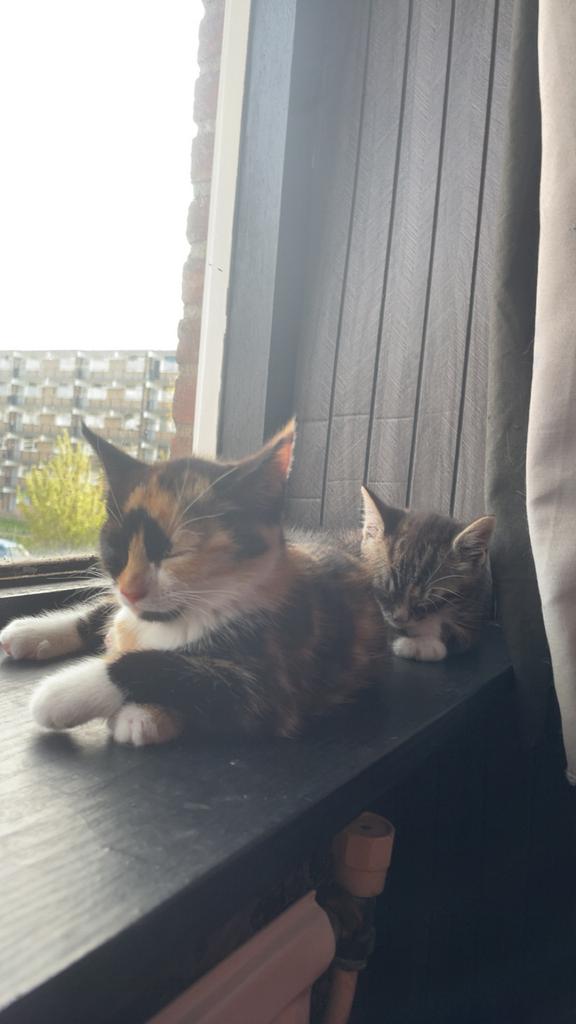 Kitten van 20 feb, Poes