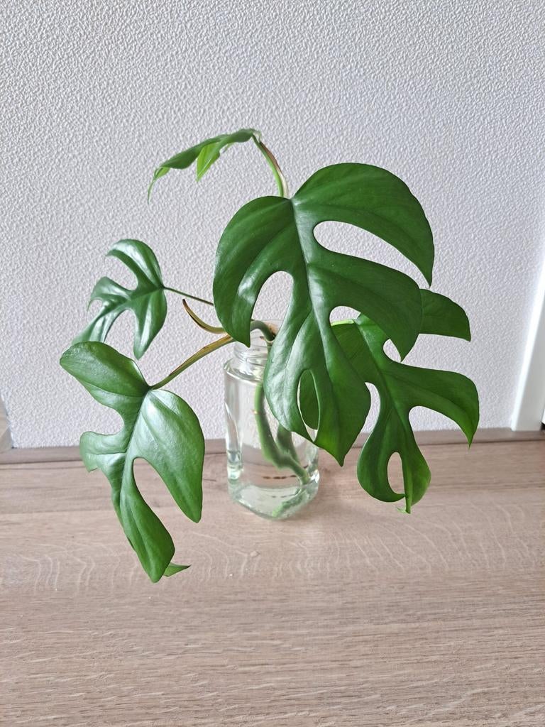 Monstera Minima (Rhaphidophora tetrasperma) stekken, Huis en Inrichting, Kamerplanten, Ophalen, Overige soorten, Halfschaduw, Minder dan 100 cm