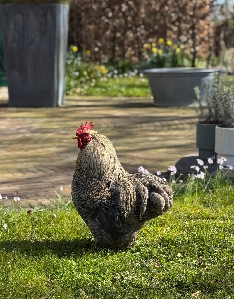 2 cochin haantjes., Dieren en Toebehoren, Pluimvee, Mannelijk, Kip