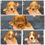 Australian labradoodle mini dekreuen, Dieren en Toebehoren, Nederland, Reu, Meerdere, Klein