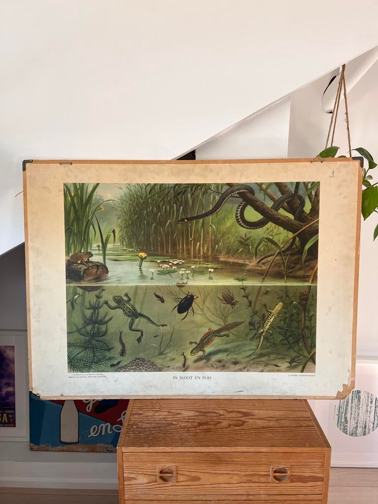 Vintage - oude Schoolplaat 'In sloot en plas' met achterkant, Ophalen, Natuur en Biologie