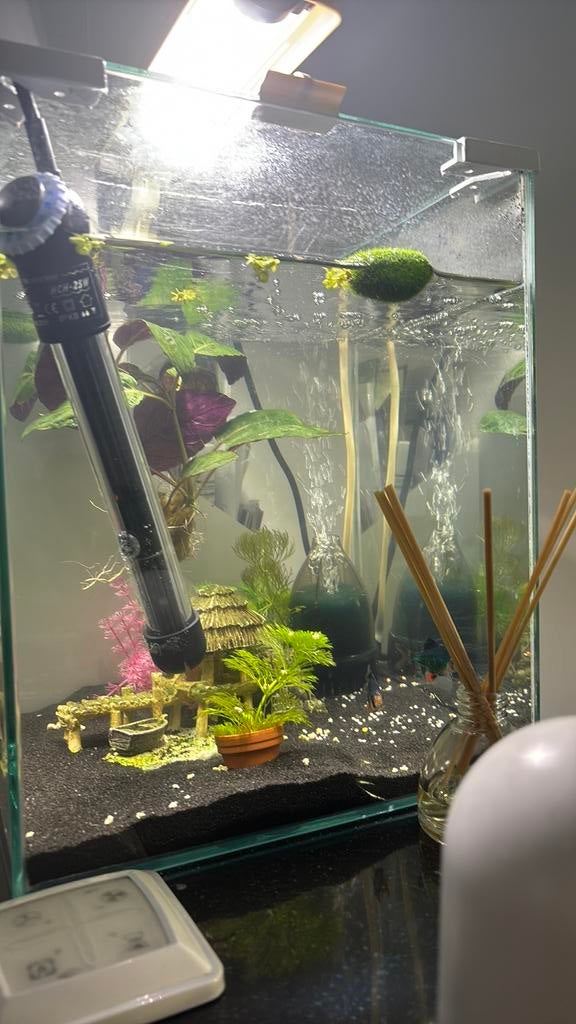 Sumatraan vissen, Vis, Zoetwatervis, Schoolvis