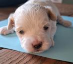 Een lieve maltezer pup (teefje) thuisnestje, Dieren en Toebehoren, Maltezer, 8 tot 15 weken, Teef, Eén hond