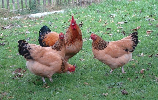 Broedeieren Sussex Columbia buff kriel, Dieren en Toebehoren, Pluimvee, Geslacht onbekend, Kip