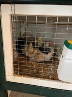 Jonge hanen voor slacht of gewoon gratis ophalen, Mannelijk, Kip