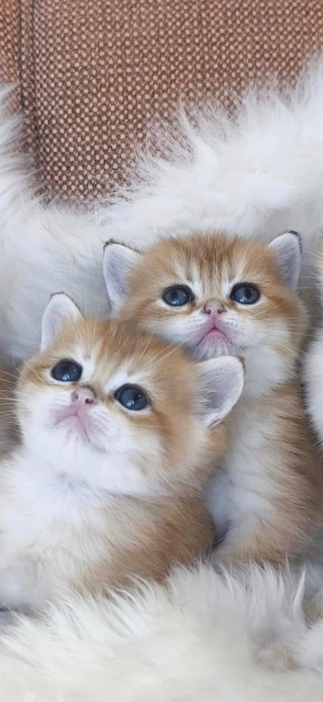 Britse korthaar met Stamboom., Met stamboom