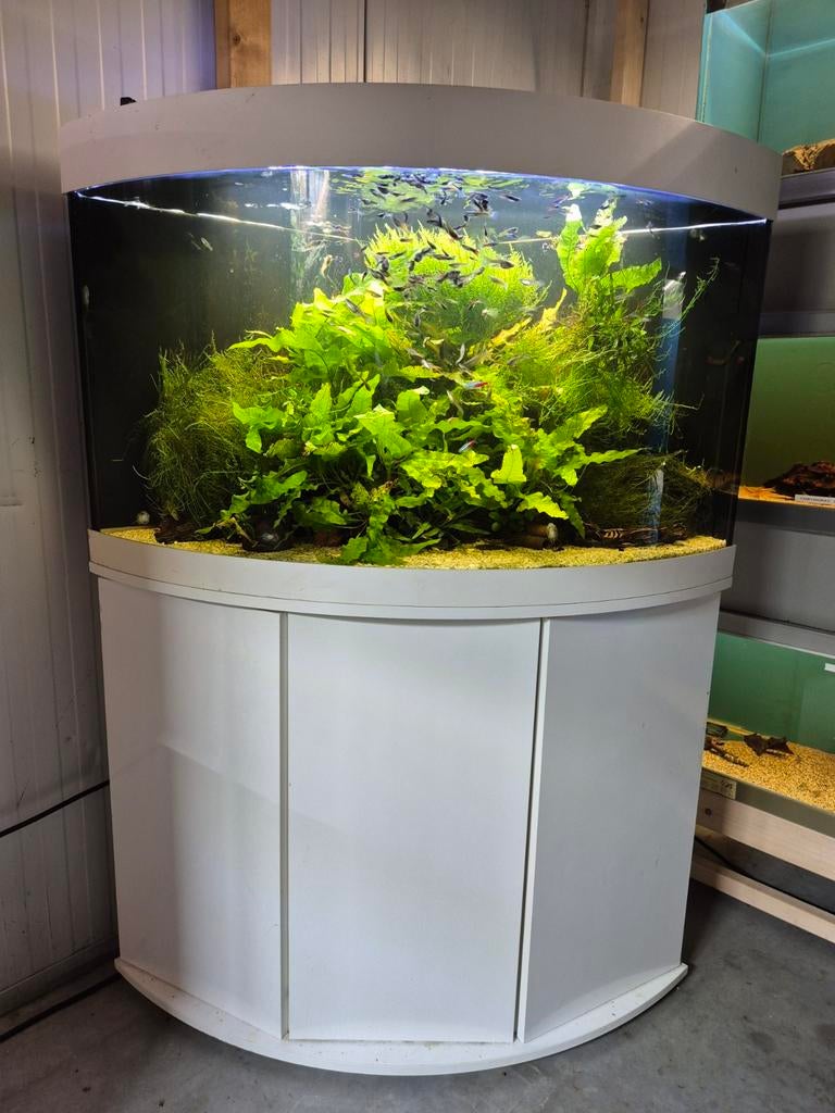 Juwel hoek Aquarium 98 x 70 / 70 x 58, Dieren en Toebehoren, Ophalen of Verzenden, Leeg aquarium