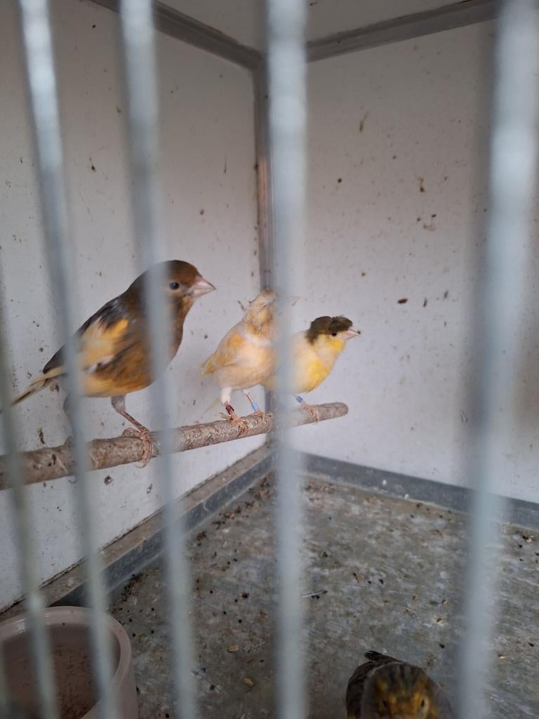 Tekoop harlekyn kanarie.s, Dieren en Toebehoren, Vogels | Kanaries, Mannelijk, Kleurkanarie