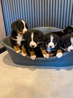 Prachtige Sennen Pups, 8 tot 15 weken, Meerdere, Meerdere dieren, Nederland