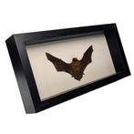 Tylonycteris pachypus vleermuis in diepe lijst, Ophalen of Verzenden, Nieuw, Insect, Opgezet dier