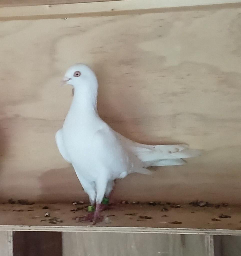 Koppel Cumulets hoogvliegerte koop in Eibergen, Dieren en Toebehoren, Meerdere dieren, Overige soorten