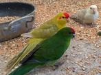 Kakariki kakarikis, Meerdere dieren, Parkiet, Geringd