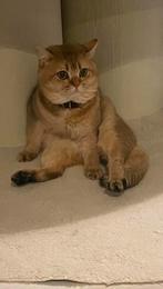 Dekkater kat Kaneel, Dieren en Toebehoren, Katten en Kittens | Dekkaters