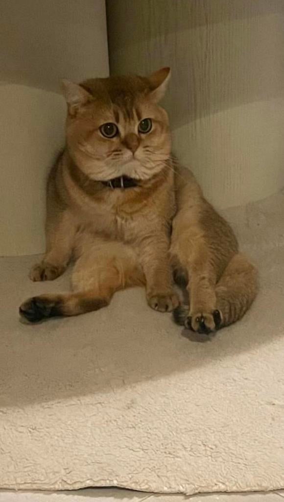 Dekkater kat, Dieren en Toebehoren, Katten en Kittens | Dekkaters