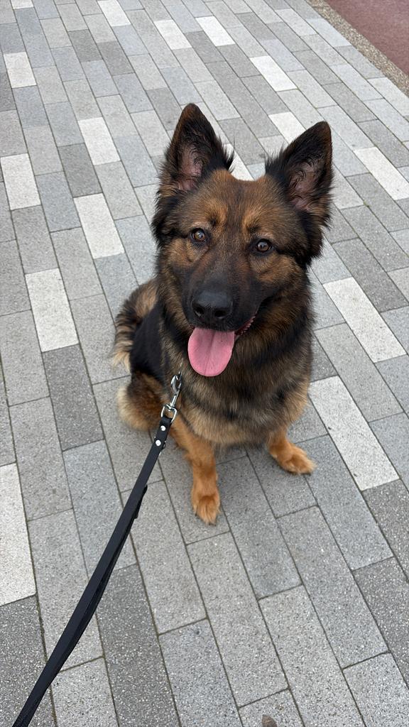 Duitse herder, Dieren en Toebehoren, Honden | Herdershonden en Veedrijvers, Teef, Herder, Particulier, Eén hond, Nederland, 1 tot 2 jaar