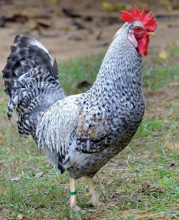 Gezocht, cream legbar Haan, Dieren en Toebehoren, Mannelijk, Kip