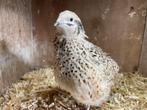 Jonge japanse kwartel hen, Dieren en Toebehoren, Pluimvee, Vrouwelijk, Overige soorten