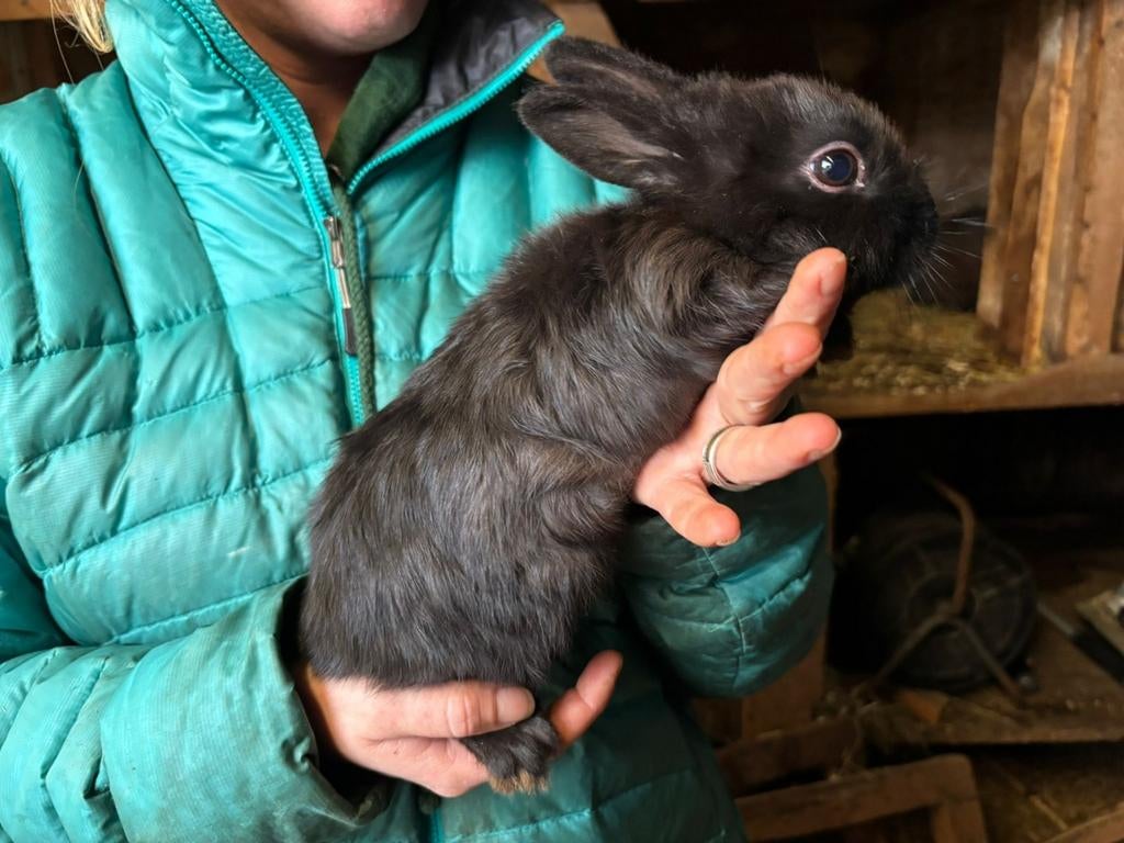 Dwergkonijnen (rammelaar), Dieren en Toebehoren, Mannelijk, November, Overige typen, Tam