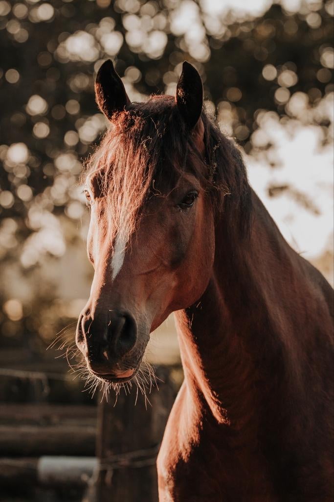 Mooie ruin (van just wimphof) zoekt een fijn huis, Met stamboom, Ruin, 3 tot 6 jaar, 160 tot 165 cm