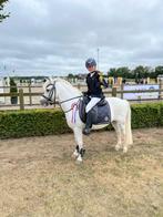 Super fitte schimmel b pony, Dieren en Toebehoren, Pony's, Ruin