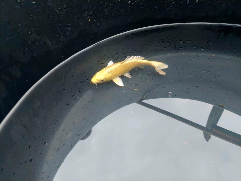 Te koop: Mooie Yamabuki Ogon Koi 🫧, Dieren en Toebehoren, Vissen | Vijvervissen, Karper of Koi