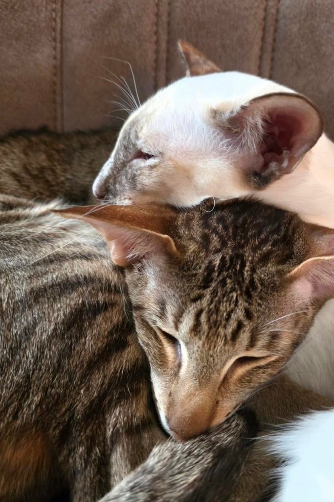 OKH/Siamezen, Dieren en Toebehoren, Poes, Gechipt, 0 tot 2 jaar