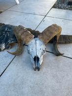 Buffel en rammenkop met hoorns, Verzamelen, Dierenverzamelingen, Ophalen of Verzenden, Gewei of Kop