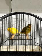 Fife Fancy koppel, Meerdere dieren, Postuurkanarie