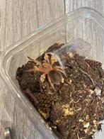 Grammostola rosea, Dieren en Toebehoren, Spin of Schorpioen
