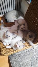 Ragdoll kittens verwacht, Dieren en Toebehoren, Katten en Kittens | Raskatten | Korthaar, Meerdere dieren