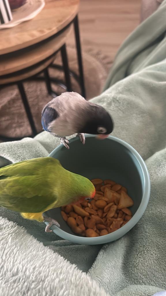 Liefdevol huisje gezocht voor Mango & Coco, Dieren en Toebehoren, Vogels | Parkieten en Papegaaien, Meerdere dieren, Papegaai
