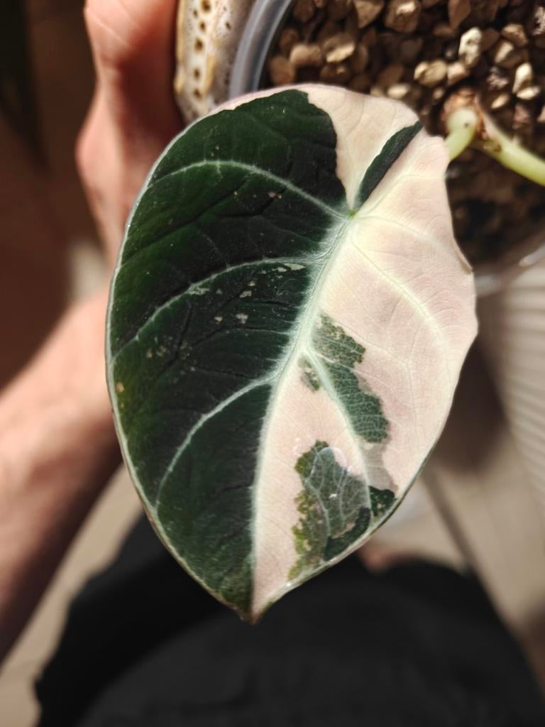 Alocasia Black Velvet Pink Variegata knollen, Huis en Inrichting, Kamerplanten, Ophalen of Verzenden, Halfschaduw, Minder dan 100 cm