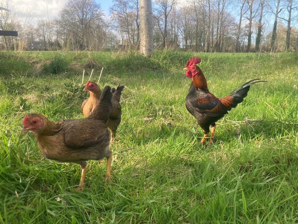 Trio oudengelse vechtkrielen, Dieren en Toebehoren, Meerdere dieren, Kip