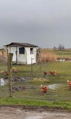 Kippen, Vrouwelijk, Kip